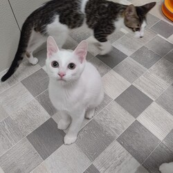 ごんまるキャット猫の譲渡会 サムネイル3