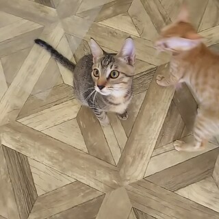 屋久島生まれ♡ゴロゴロ甘えん坊のキジトラのラテ君