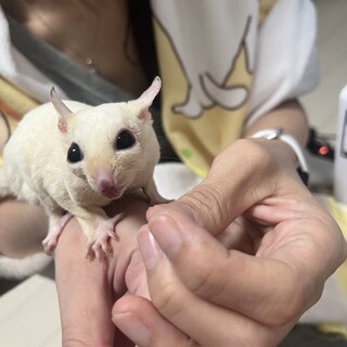 フクロモモンガ2匹！ノーマルと白色