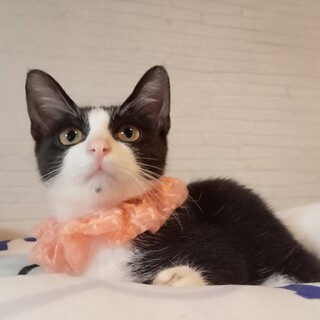 おっとり系ハチワレ女子！幸運のかぎしっぽ