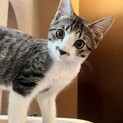 元気で可愛いマシュー君です
