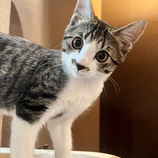 元気で可愛いマシュー君です