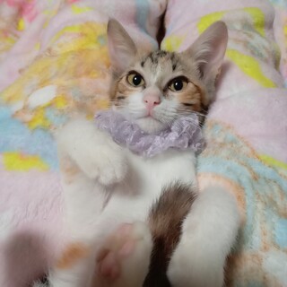 金色の瞳☆白ミケ美猫！小さなお子さんも◎