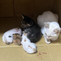 9月2日に産まれました。