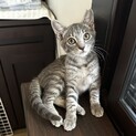 グレー縞人馴れしてきた仔猫イケメンさんです