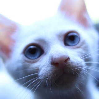 人馴れ抜群、どこでも元気な白猫　家族募集！　