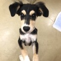 宮古島から来たマヒナちゃん