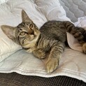 甘えっ子キジちゃん　チーチー