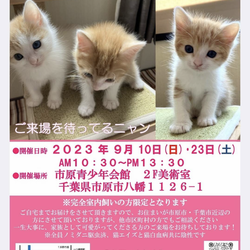 かわいいお見合い会 サムネイル1