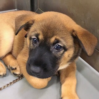 かわいい子犬　ちーまよちゃん　1ヶ月半