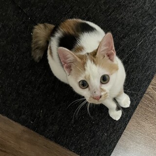 里親決定しました。