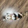 里親決定しました。 サムネイル4