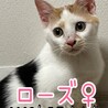 里親決定しました。 サムネイル7