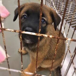 かわいい子犬　ちーちくちゃん　1ヶ月半