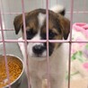 【相談中】かわいい子犬　ちーとすくん　1ヶ月半 サムネイル2