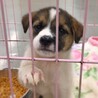 【相談中】かわいい子犬　ちーとすくん　1ヶ月半 サムネイル3