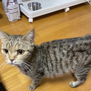 べた慣れ優しい性格のきじこちゃん10か月