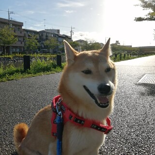 柴犬の里親募集