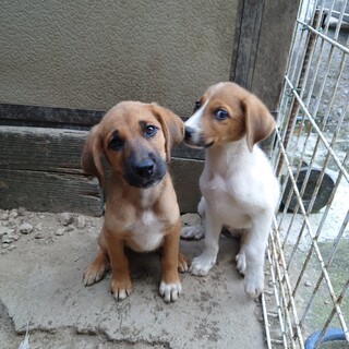 子犬2匹　オス　飼い主さん募集