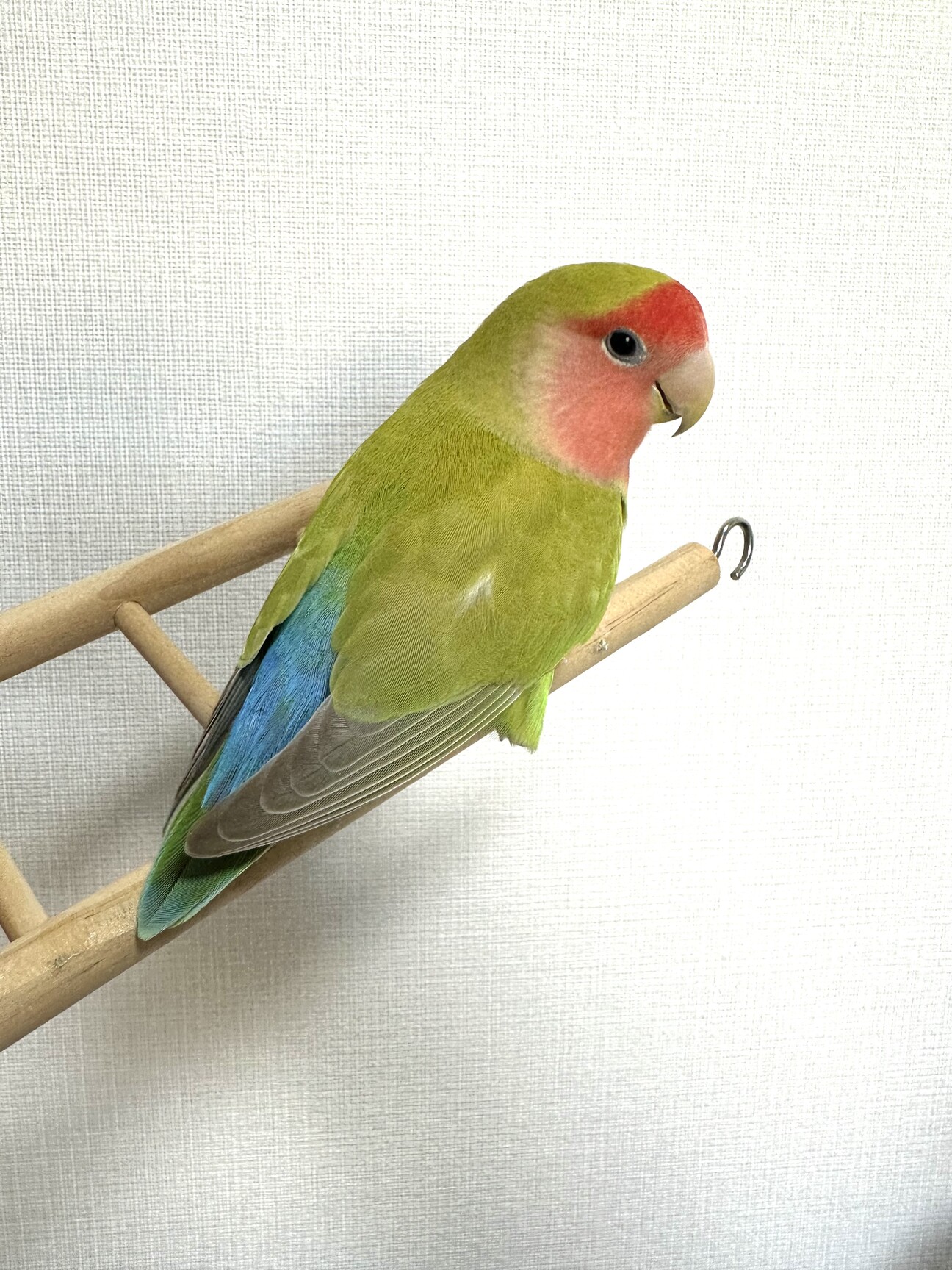 専用です^ - ^ コザクラインコさん コザクラインコ 1歳1ヶ月」大阪府 - 鳥の里親募集(468576) :: ペットの