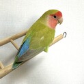 コザクラインコ　1歳1ヶ月