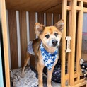 穏やか、フレンドリーな男の子