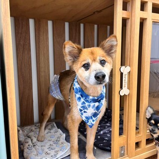 穏やか、フレンドリーな男の子