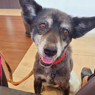 ７歳くらい男の子