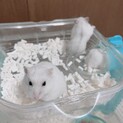 ジャンガリアン4匹