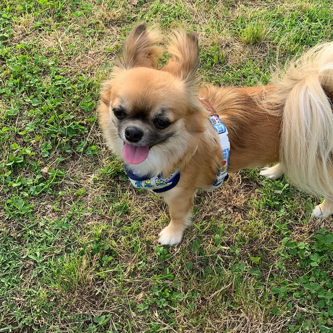 マリア1115のカバー写真