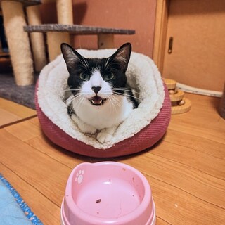 元気なハチ割れの女の子です（右手に障がいあり）