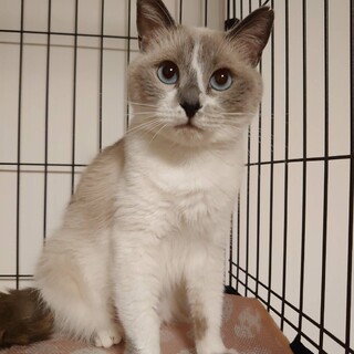 環境には慣れやすい方です　シャム系ニーナ