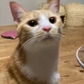 少し怖がりで、とても甘えん坊な男の子です。