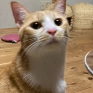 少し怖がりで、とても甘えん坊な男の子です。