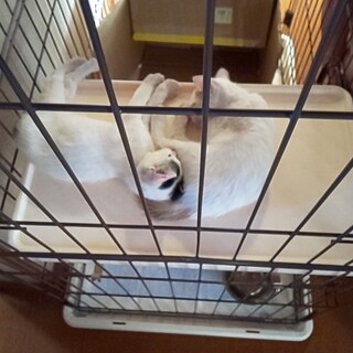 雑種の子猫の里親募集