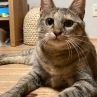 警戒心強いけど、本当は甘えん坊な女の子です。