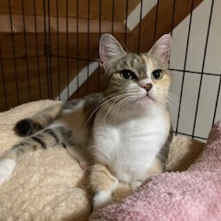 野良猫のお母さん猫です。