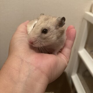 カラーハムスター メス 約4ヶ月