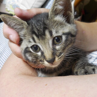 子猫の里親募集