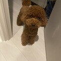 トイプードル/1歳/♂/フレンドリー、寂しがりや