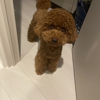 トイプードル/1歳/♂/フレンドリー、寂しがりや