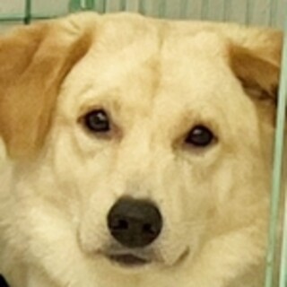 保護犬ナンバーＤ１５８８　ラブ風ミックス