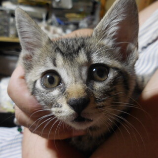 子猫の里親募集です。