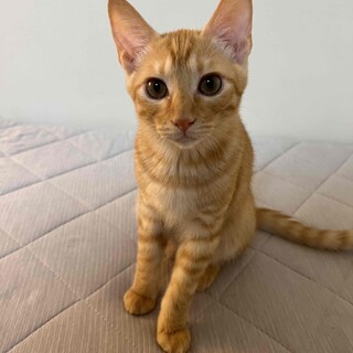 いさき⭐︎4ヶ月茶トラの男の子