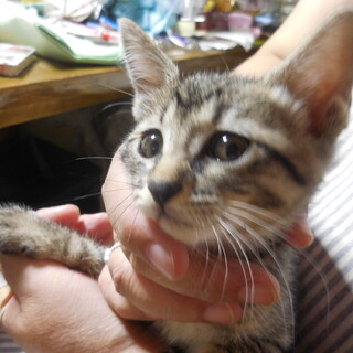 子猫の里親募集です。