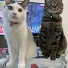あぽいまる