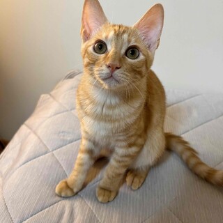 やまめ⭐︎茶トラ4ヶ月の男の子