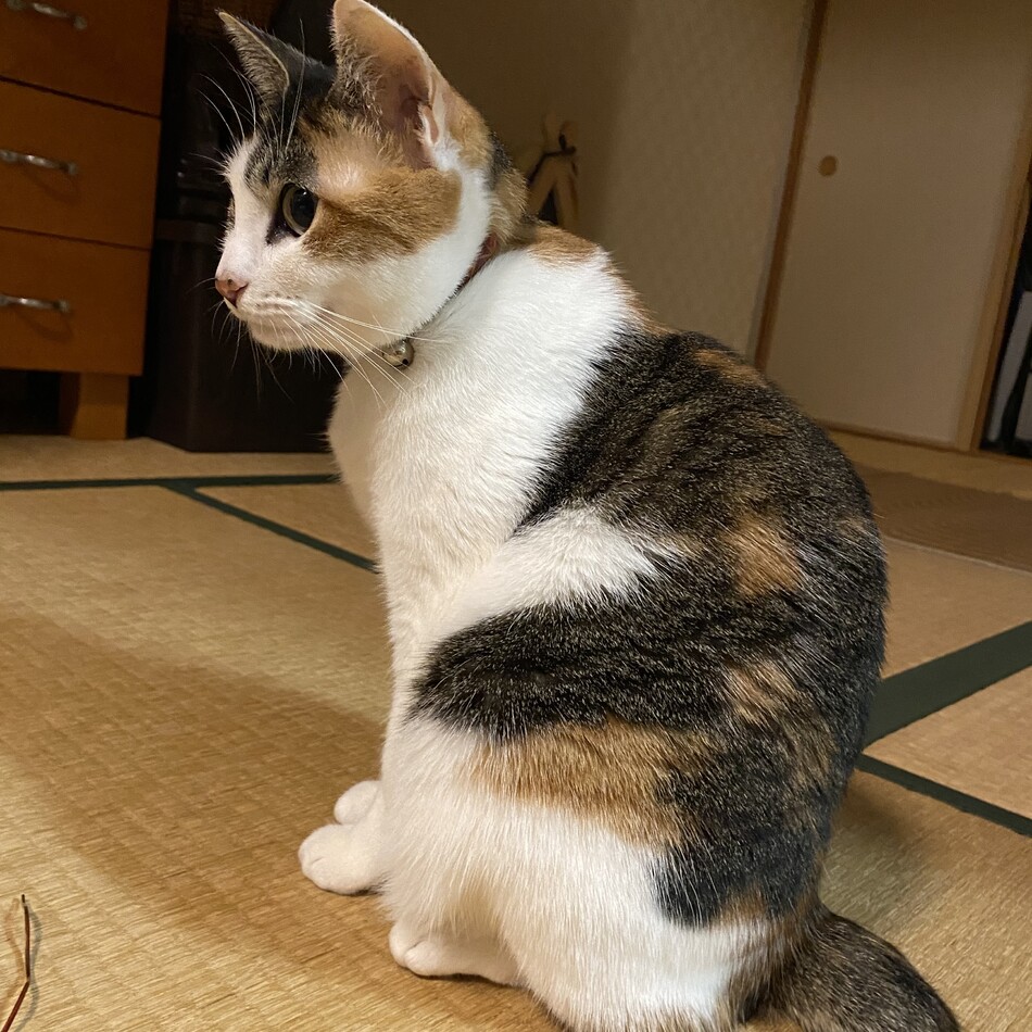 ききのカバー写真