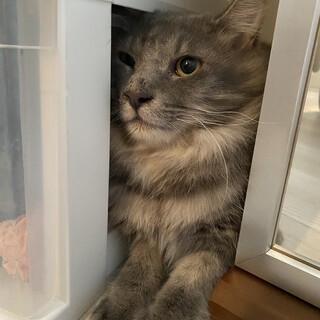 てん君9月11日生まれオス（一歳）里親募集