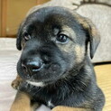 人が好きムダ吠えせず賢いメス子犬